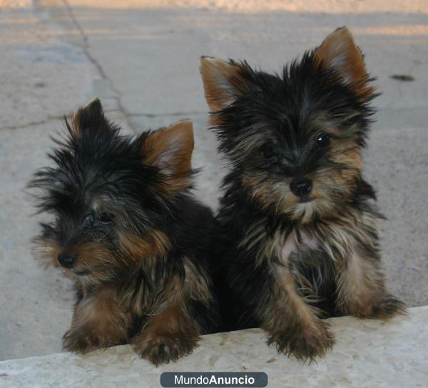 VENDO YORKSHIRE TERRIER MINI