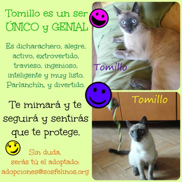 Tomillo, único y genial, adopción en Madrid