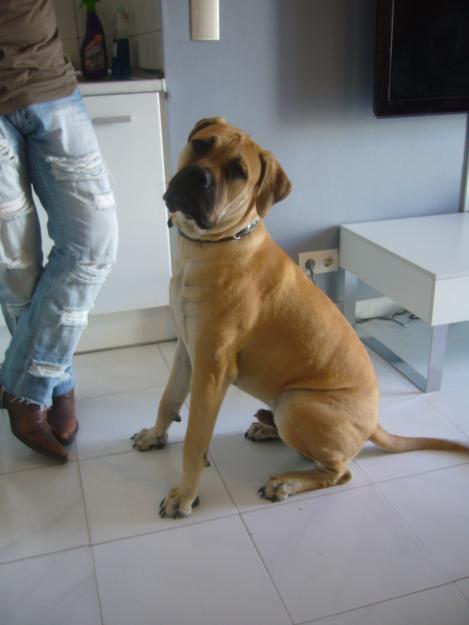 BULLMASTIFF 7 MESES