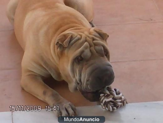 busco hembra sharpei para criar