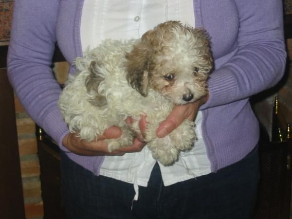 Caniche negro,cachorro,dos meses.200 Eur.