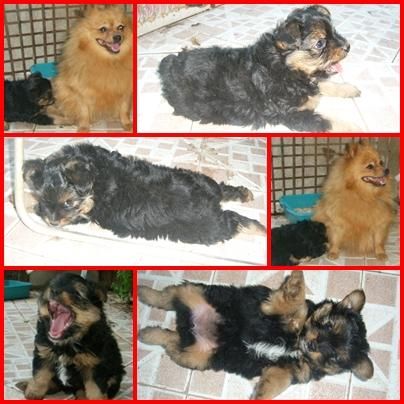 hembra de cruce con pomerania con yorkshire x 130