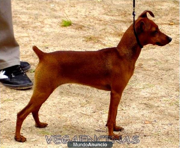 PINSCHER MINIATURA (zwergpinscher)