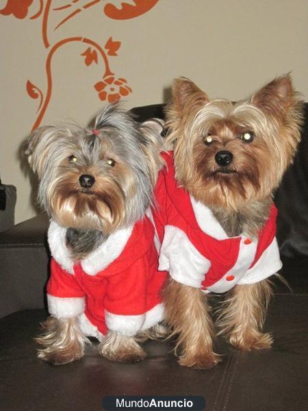 vendo yorkshire terrier