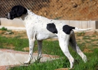 POINTER MACHO CAMPEÓN DE ESPAÑA PARA MONTAS - mejor precio | unprecio.es