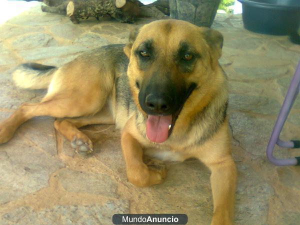 Balboa busca hogar