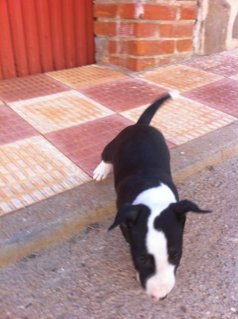 cachorro bull terrier