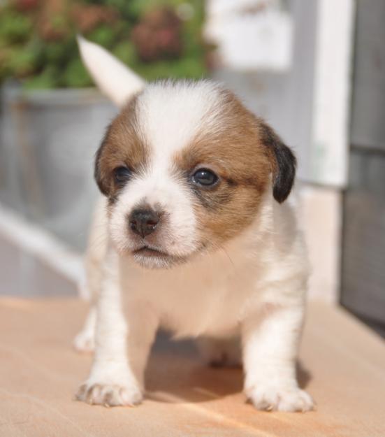 Cachorros Jack Russell Terrier