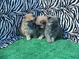 chow chow excelentes cachorros de pura raza