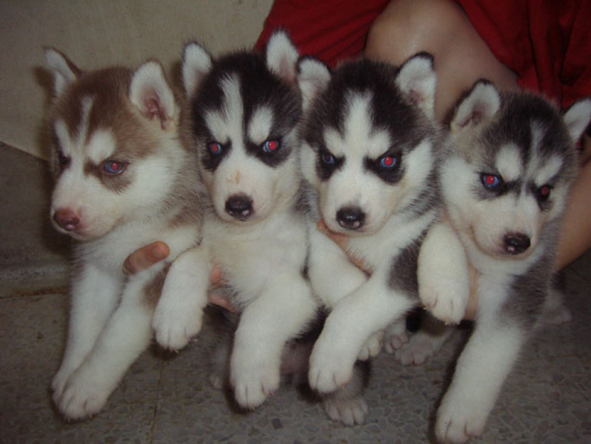 Hermoso Husky Busca novia