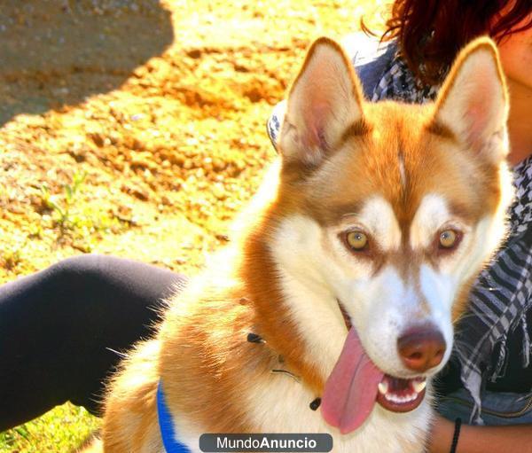 Husky siberiana BUSCAA NOVIOO