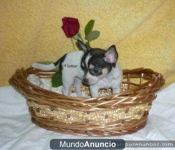 Preciosa Hembrita Mini de Chihuahua!