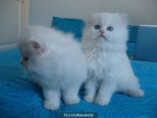 Preciosos Gatitos Persa