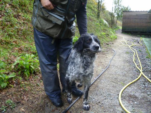 Se regala cruce de setter x breton