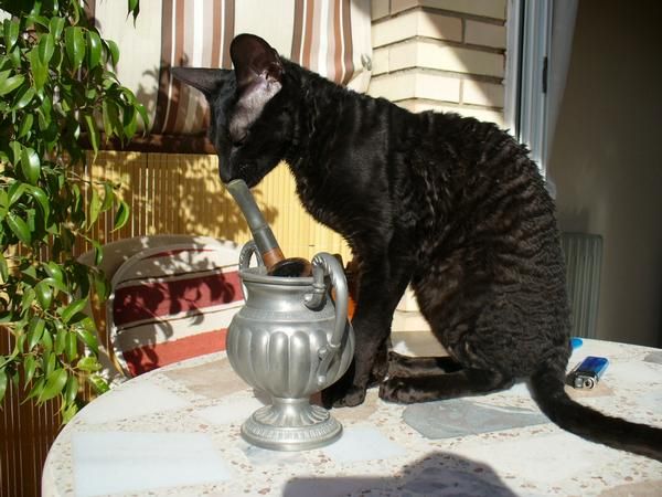 busco macho para mi gata cornish rex