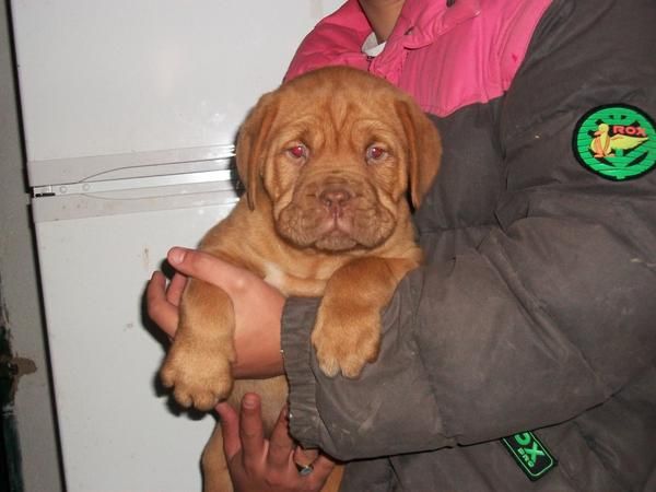 cachorritos de dogo de burdeos