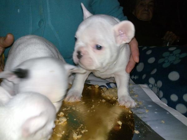 CACHORROS DE BULLDOG FRANCES