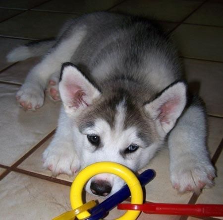 CACHORROS DE HUSKIS CON PEDEGREE..