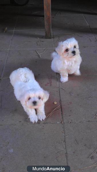 CAMADA BICHON MALTES