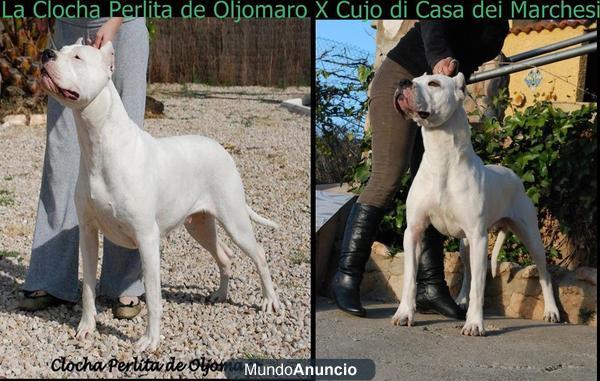 Dogos Argentinos Oljomaro, CACHORROS disponibles