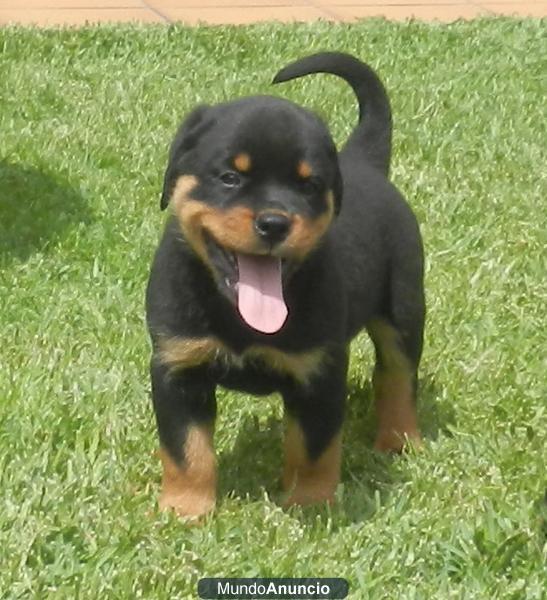 EXCEPCIONALES CACHORROS ROTTWEILER