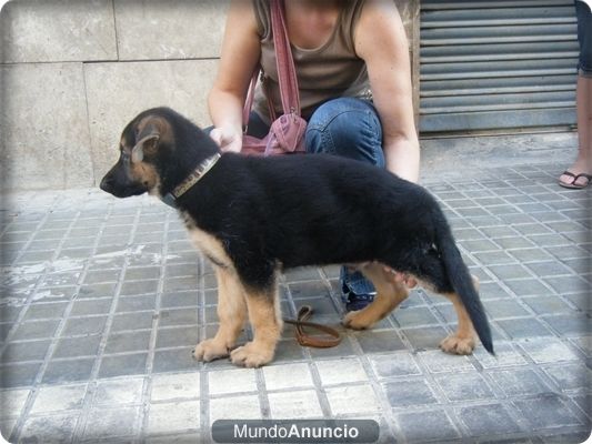 pastor aleman Buen pedigree (ultimo cachorro)