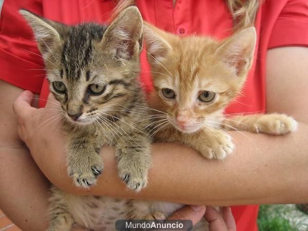 Regalo gatitos