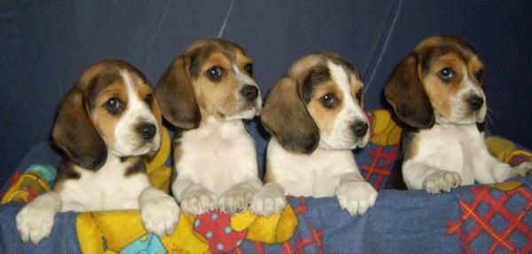 VENDO CACHORROS BEAGLE TRICOLOR, CON PEDIGREE A 300 .