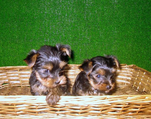 YORKSHIRE TERRIER,  290€