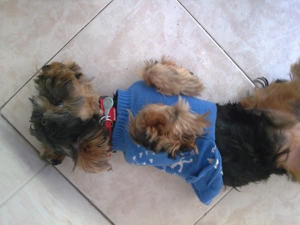 yorkshire terrier a 240 euros