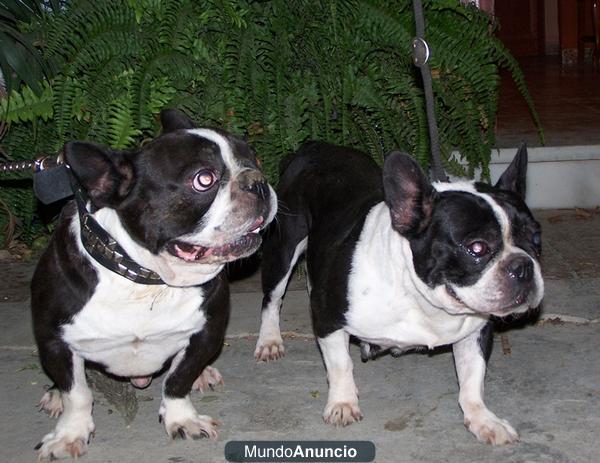 Preciosa pareja de Bulldog Francés