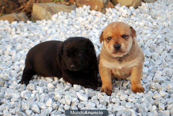 2 CACHORRITAS BUSCAN FAMILIA