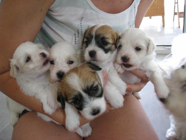 Cachorros de coton de tulear