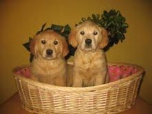 Cachorros Golden 290 eur