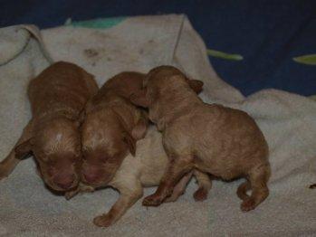 Cachorros recien nacidos en un contenedor... necesitan acogida urgente (toman biberón)