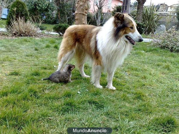 Cachorros rough collie