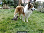 Cachorros rough collie - mejor precio | unprecio.es