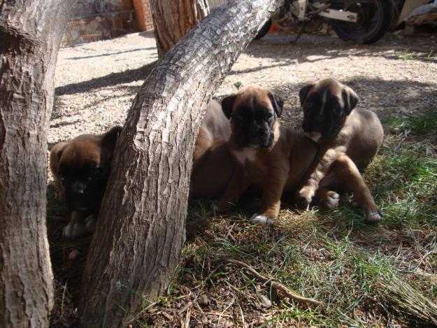 Camada 5 cachorros BOXER