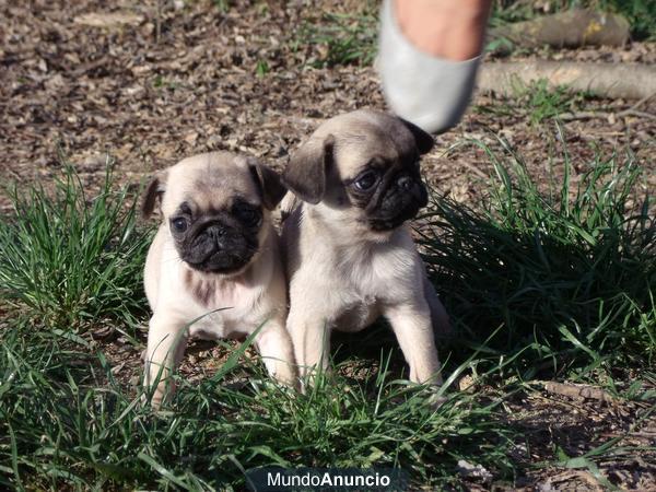 CARLINO CACHORROS 350€