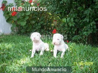 DOGOS ARGENTINOS