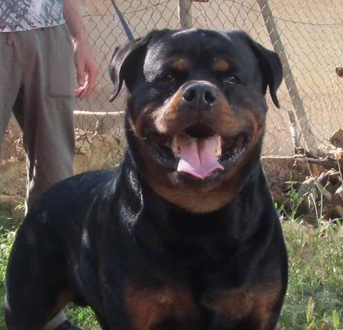 Exelente Camada de Rottweiler