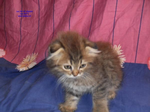 Gatitos HIGHLAND FOLD se vende