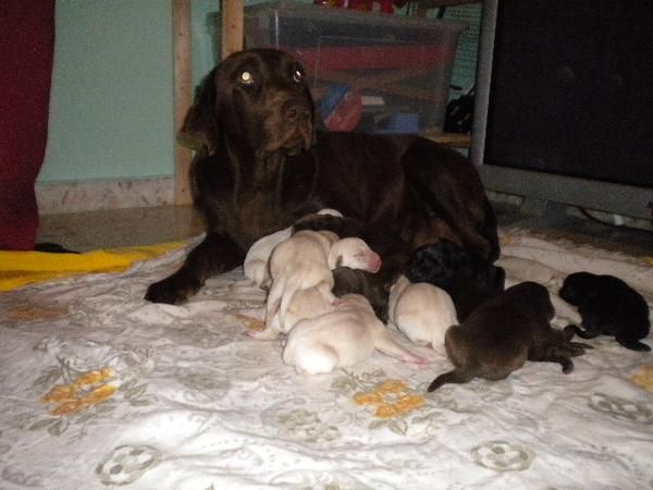 labradores para reyes o papa noel