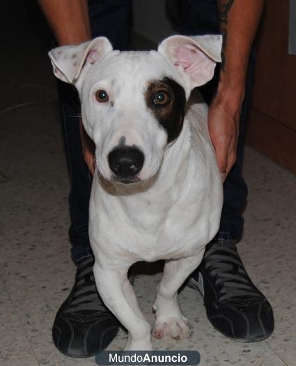 LOKI- x-JackRussell 10 meses