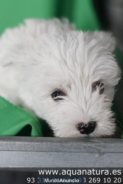 Perritos pequeños y medianos en AQUANATURA, TIENDA EN BARCELONA -  perros, cachorros, criadero, venta.   Cocker, Bichón