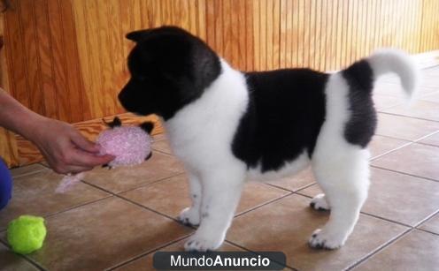 AKITA Estos cachorros son 12 semanas de edad, que han pedigrí, que son microchip, que hayan sido vacunados y les encanta