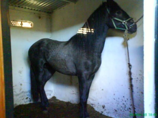 caballo hispano arebe