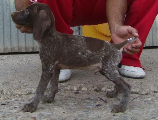 Cachorros Braco Aleman Afijo 