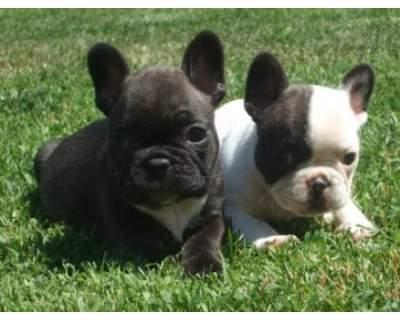 CACHORROS DE BULLDOG FRANCES