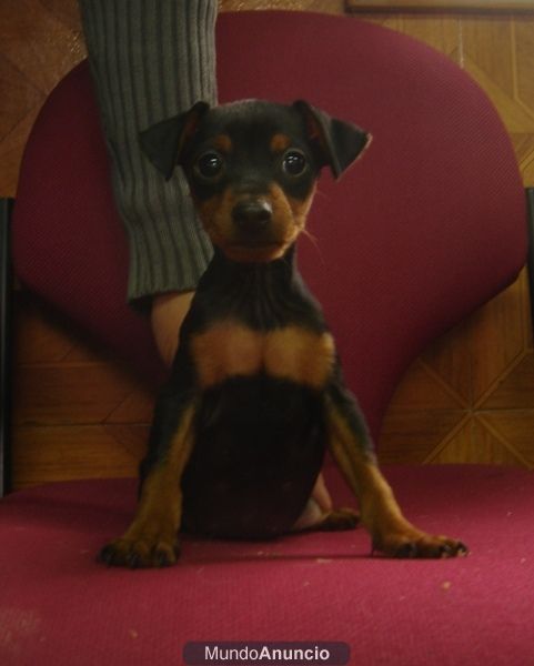 CACHORROS DE PINSCHER MINIATURA 490